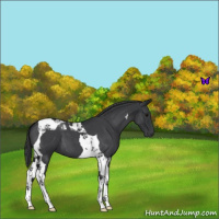 Horse Color:Blue Roan Tobiano 