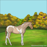Horse Color:Red Roan Tobiano