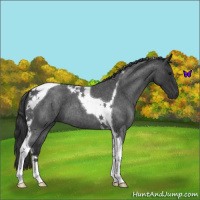 Horse Color:Blue Roan Tobiano 
