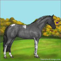 Horse Color:Blue Roan Tobiano 