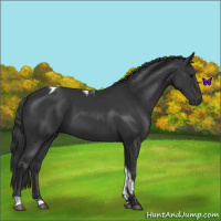 Horse Color:Black Tobiano 