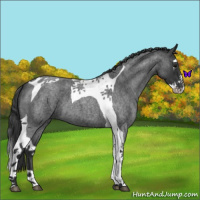 Horse Color:Blue Roan Splash Tobiano 