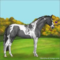 Horse Color:Blue Roan Splash Tobiano