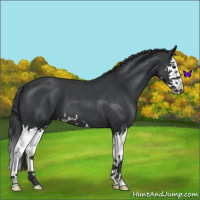 Horse Color:Blue Roan Splash 