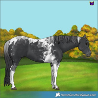 Horse Color:Black Tobiano 