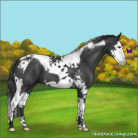 Horse Color:Blue Roan Splash Tobiano