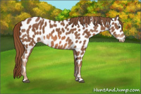 Horse Color:Chestnut Appaloosa 