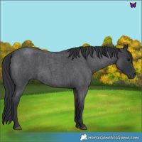 Horse Color:Blue Roan 