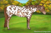Horse Color:Chestnut Appaloosa 
