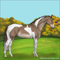 Horse Color:Liver Red Dun Tobiano 