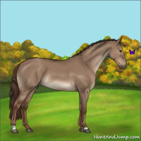 Horse Color:Liver Red Dun 
