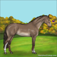 Horse Color:White Spotted Liver Red Dun 