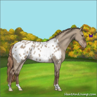 Horse Color:Liver Red Dun Appaloosa Rabicano 