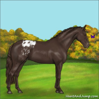 Horse Color:Liver Chestnut Appaloosa 