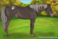Horse Color:Liver Chestnut Mushroom Appaloosa