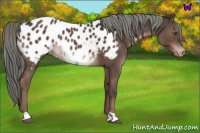 Horse Color:Liver Chestnut Mushroom Near Leopard Rabicano 