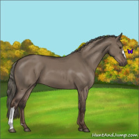 Horse Color:Liver Red Dun Mushroom