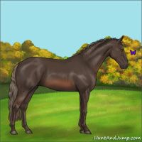 Horse Color:Liver Chestnut Mushroom Sabino 