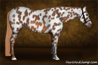 Horse Color:Chestnut Appaloosa 