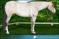 Horse Color:Bay Roan Dun Sabino