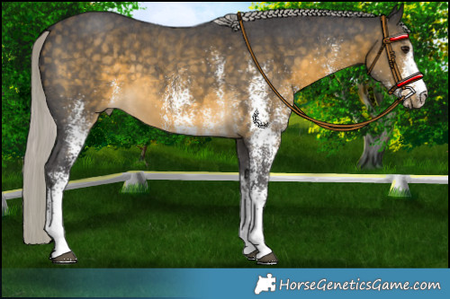 Horse Color:White Spotted Silver Buckskin 