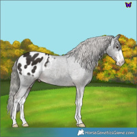Horse Color:White Spotted Liver Chestnut Mushroom Appaloosa 