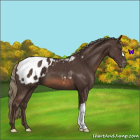 Horse Color:Liver Chestnut Mushroom Appaloosa 