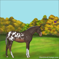 Horse Color:Liver Chestnut Mushroom Appaloosa 
