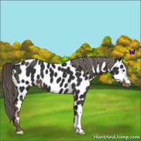 Horse Color:Liver Chestnut Mushroom Appaloosa 