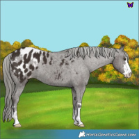 Horse Color:Liver Chestnut Mushroom Appaloosa 