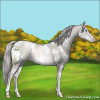 Horse Color:Platinum White Spotted Chocolate Palomino Pearl 