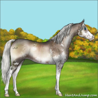 Horse Color:Liver Red Onyx Mushroom Splash Rabicano 