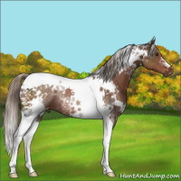 Horse Color:White Spotted Liver Chestnut Tobiano Rabicano 