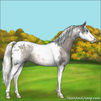 Horse Color:Liver Chestnut Mushroom Sabino Splash Tobiano Rabicano 