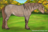 Horse Color:Liver Red Dun Roan 
