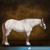 Horse Color:Liver Red Dun Roan