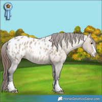 Horse Color:Brown Roan Dun Appaloosa 