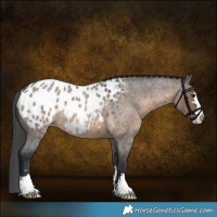 Horse Color:Brown Roan Dun Blanket Rabicano 