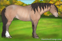 Horse Color:Sable Champagne Rabicano 