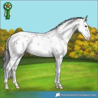 Horse Color:White Spotted Bay Sabino 