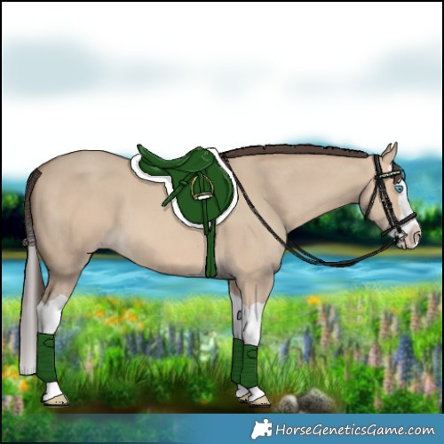 Horse Color:Amber Champagne Dun Splash 