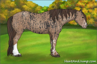 Horse Color:Black  and Classic Champagne 