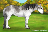 Horse Color:Gray White Spotted Grullo  and Gray White Spotted Grullo 
