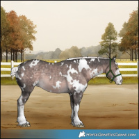 Horse Color:Platinum White Spotted Chocolate Palomino Rabicano 