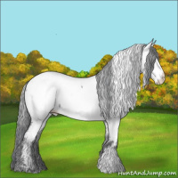Horse Color:Classic Champagne Chinchilla Appaloosa