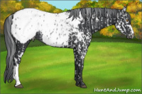 Horse Color:Grullo Chinchilla Appaloosa  and Black Chinchilla Appaloosa 
