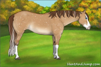 Horse Color:Buckskin Dun Splash Appaloosa