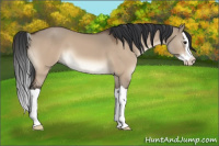 Horse Color:Brown Dun Splash 