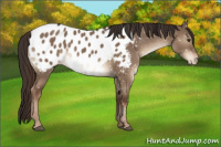 Horse Color:Liver Red Dun Appaloosa