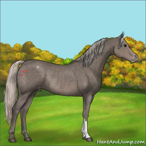 Horse Color:Silver Black Appaloosa Rabicano 
